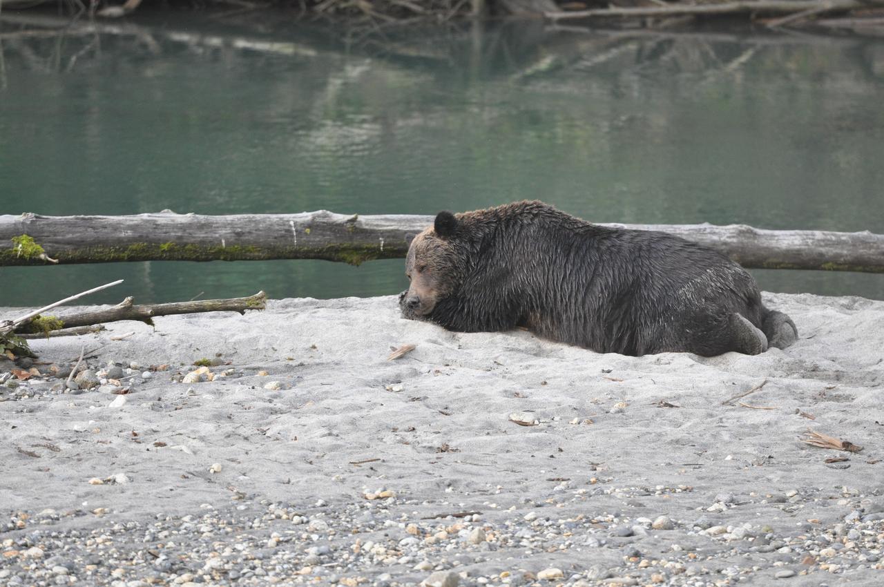 Desolation Sound Homfray Lodge المظهر الخارجي الصورة